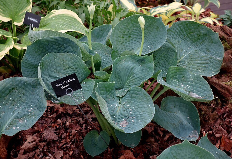 Hosta 'Abiqua Drinking Gourd' foliage