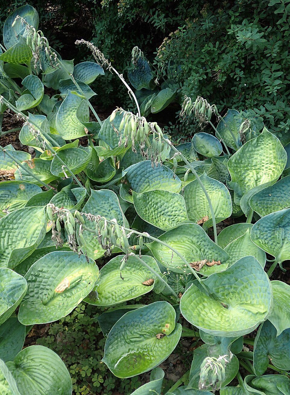 Hosta 'Big Daddy' foliage