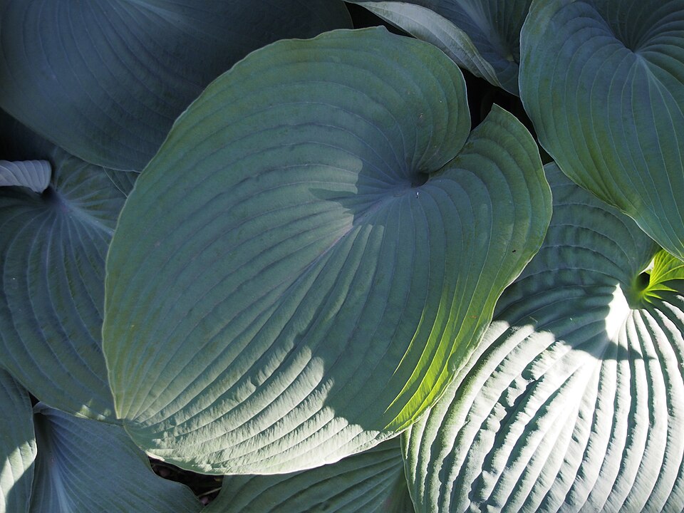 Leaf detail of Hosta 'Blue Angel'