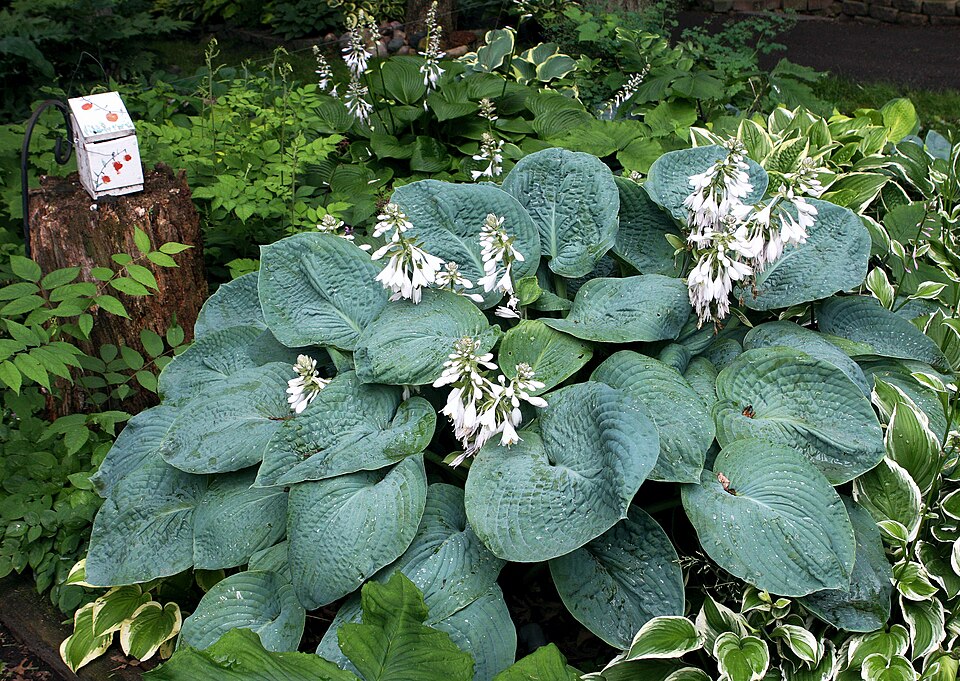 Hosta 'Elegans' foliage