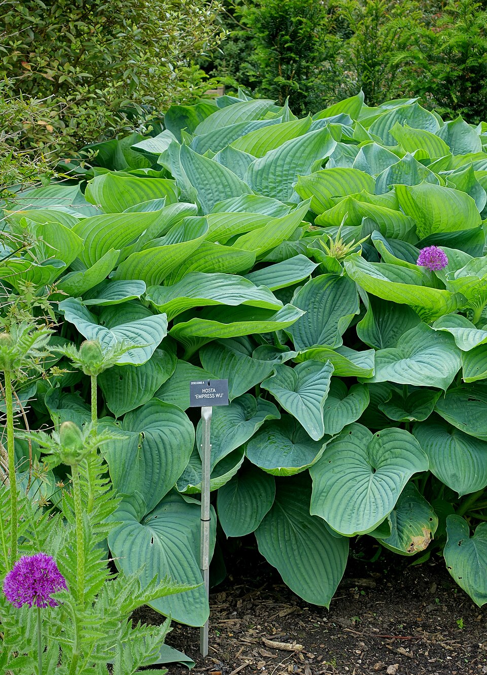 Hosta 'Empress Wu' foliage