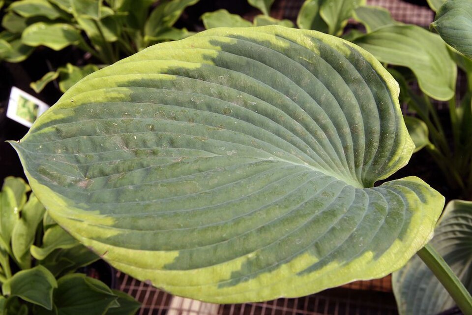 Leaf detail of Hosta 'Frances Williams'