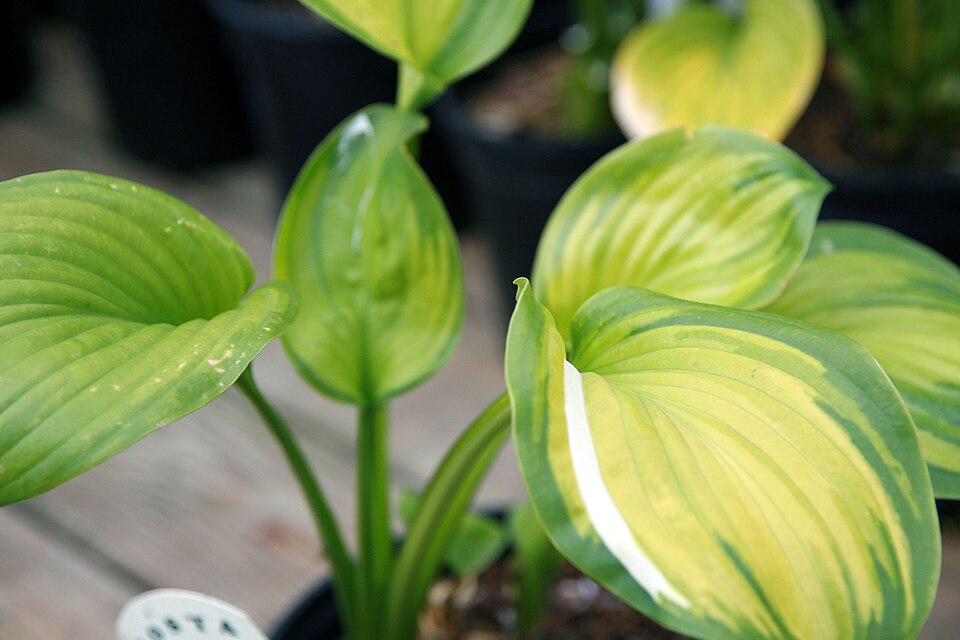 Young Hosta 'Guacamole' foliage