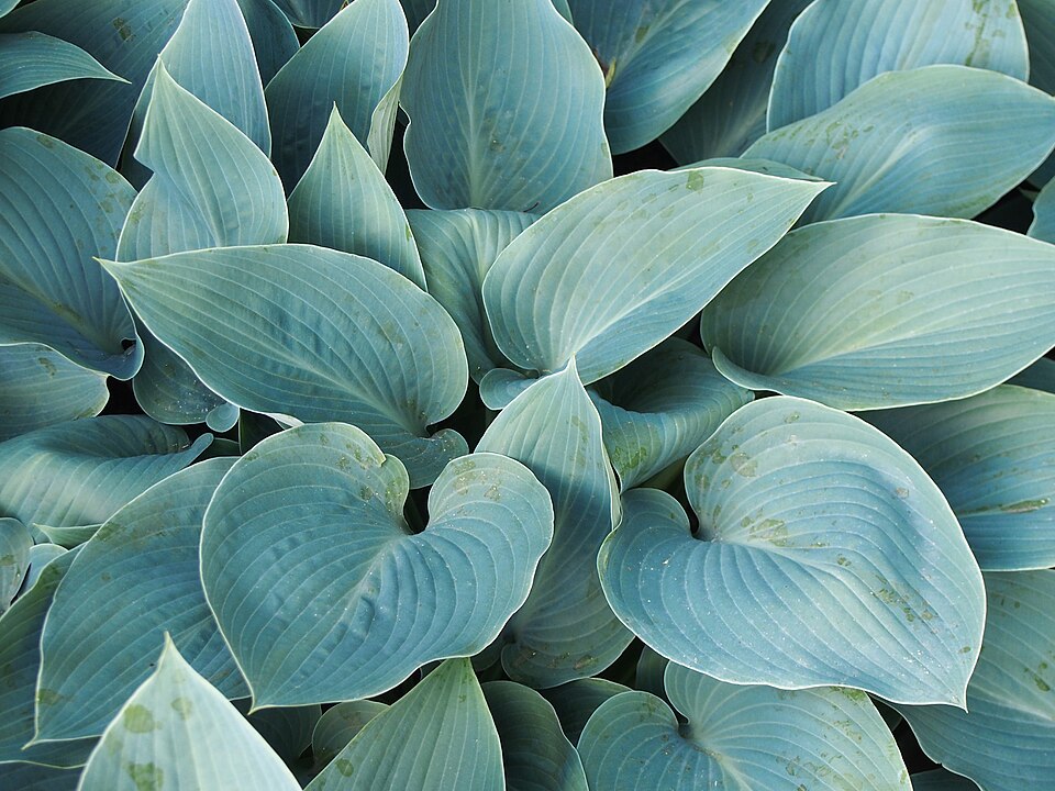 Leaf detail of Hosta 'Halcyon'