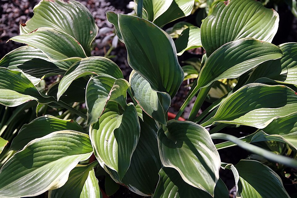 Leaf detail of Hosta 'Regal Splendor'